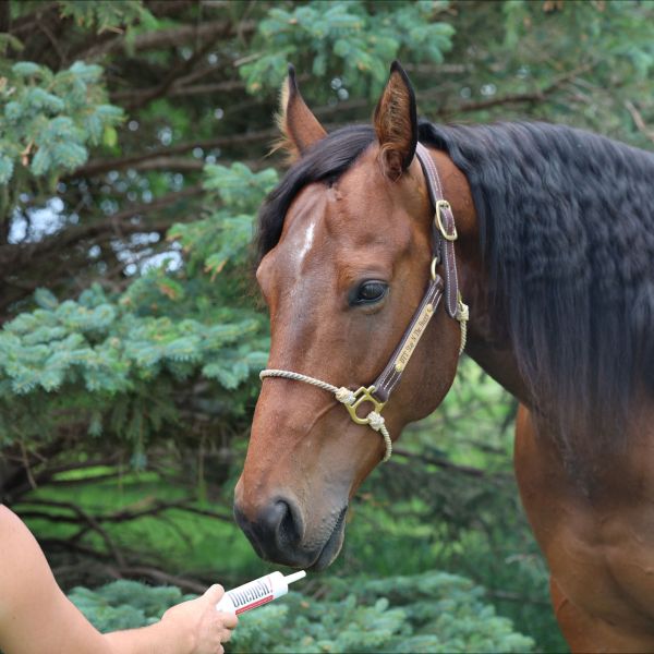 Quench Paste - Performance Recovery Electrolyte
