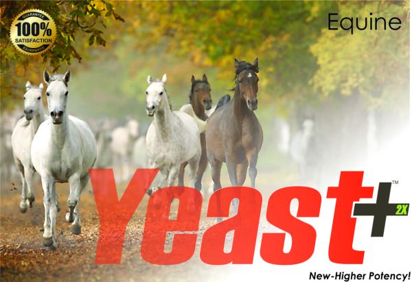 Yeast+